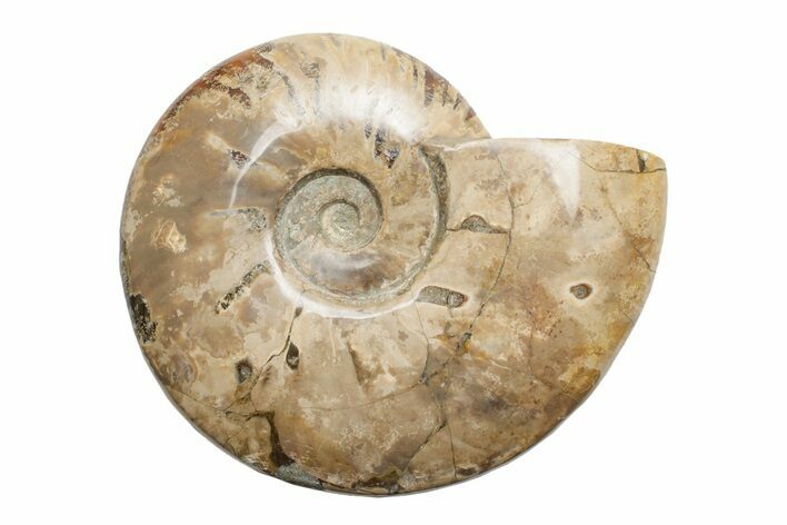 Polished Cretaceous Ammonite (Cleoniceras) Fossil - Madagascar #216112